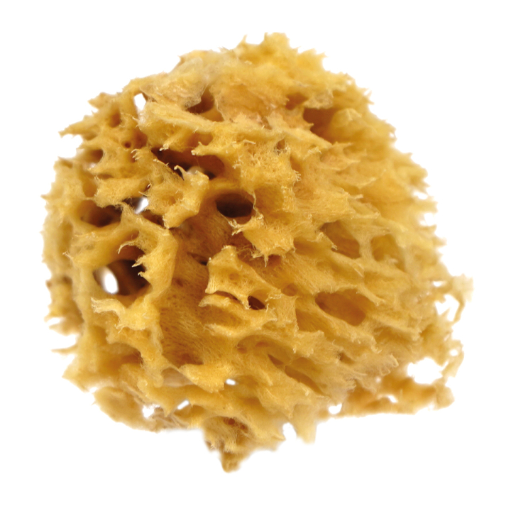 Natural Watercolour Sea Sponge Rough in the group Art Supplies / Art Accessories / Rollers & Sponges at Pen Store (130243)