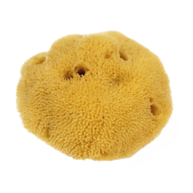 Natural Watercolour Sea Sponge Fine