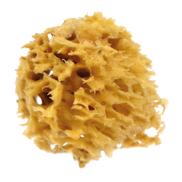 Natural Watercolour Sea Sponge Rough