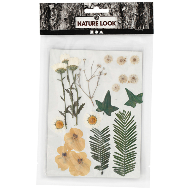 Dried flowers and leaves Raw white