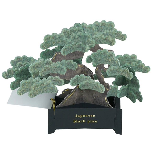 Bonsai pop-up card (Japanese black pine)