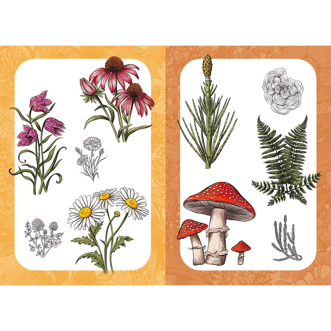 10 Step Drawing: Botanicals