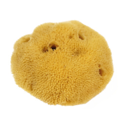 Natural Watercolour Sea Sponge Fine in the group Art Supplies / Art Accessories / Rollers & Sponges at Pen Store (130242)
