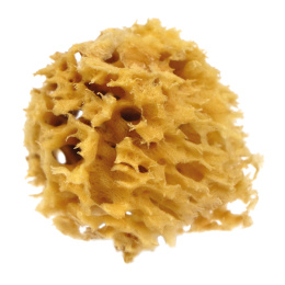 Natural Watercolour Sea Sponge Rough in the group Art Supplies / Art Accessories / Rollers & Sponges at Pen Store (130243)