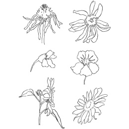 Clear Stamps Flowers in the group Hobby & Creativity / Hobby Accessories / Stamps at Pen Store (130561)