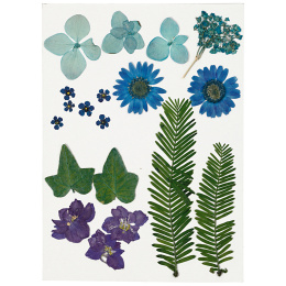 Dried flowers and leaves Blue in the group Hobby & Creativity / Create / Scrapbooking at Pen Store (130762)