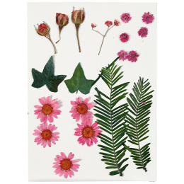 Dried flowers and leaves Light red in the group Hobby & Creativity / Create / Scrapbooking at Pen Store (130764)