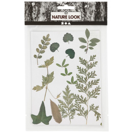 Dried flowers and leaves Green in the group Hobby & Creativity / Create / Scrapbooking at Pen Store (130766)