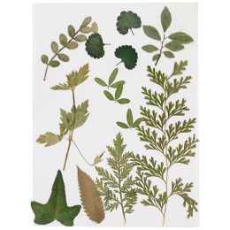 Dried flowers and leaves Green in the group Hobby & Creativity / Create / Scrapbooking at Pen Store (130766)