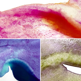 Gansai Tambi Aquarelle 5-set Granulating Colors 2 in the group Art Supplies / Artist colours / Watercolour Paint / Watercolour pans at Pen Store (135537)