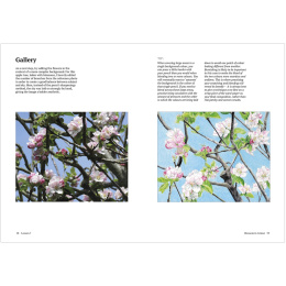 How to Draw a Tree: from the Fruit to the Forest in the group Hobby & Creativity / Books / Art Instruction Books at Pen Store (136291)