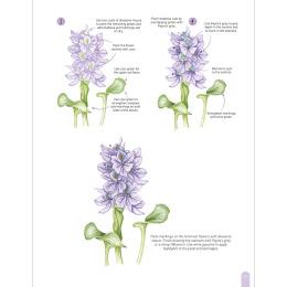 Paint 50: Watercolour Flowers in the group Hobby & Creativity / Books / Art Instruction Books at Pen Store (136318)