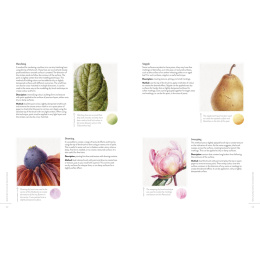 Sketching Nature in the group Hobby & Creativity / Books / Art Instruction Books at Pen Store (137184)