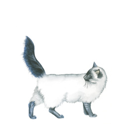 Draw 30: Animals in the group Hobby & Creativity / Books / Art Instruction Books at Pen Store (137210)