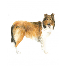 Draw 30: Dogs in the group Hobby & Creativity / Books / Art Instruction Books at Pen Store (137213)