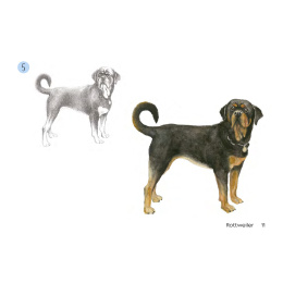 Draw 30: Dogs in the group Hobby & Creativity / Books / Art Instruction Books at Pen Store (137213)