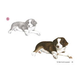 Draw 30: Dogs in the group Hobby & Creativity / Books / Art Instruction Books at Pen Store (137213)