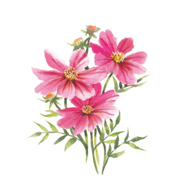 Draw 30: Flowers in the group Hobby & Creativity / Books / Art Instruction Books at Pen Store (137215)