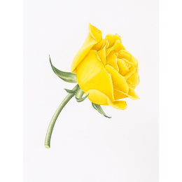 Draw in 10 Minutes: Botanicals in the group Hobby & Creativity / Books / Art Instruction Books at Pen Store (137219)