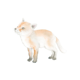 How to Draw: Baby Animals in the group Hobby & Creativity / Books / Art Instruction Books at Pen Store (137223)