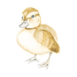 How to Draw: Baby Animals in the group Hobby & Creativity / Books / Art Instruction Books at Pen Store (137223)