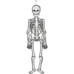 Glow-in-the-Dark Skeleton 120 cm in the group Kids / Holidays / season for kids / Children's Halloween at Pen Store (138370)